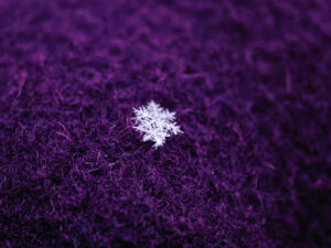 macro of a white snow flake on a purple coat